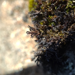 Cornicularia normoerica