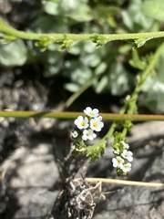 Plagiobothrys stipitatus