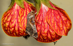 Calyptis semicuprea
