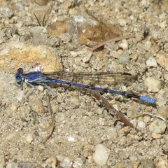 Argia munda
