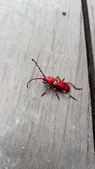 Dicelosternus corallinus