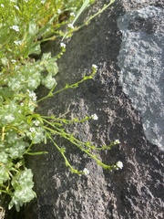 Plagiobothrys stipitatus