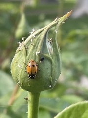 Hippodamia convergens