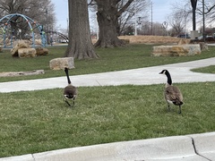 Branta canadensis