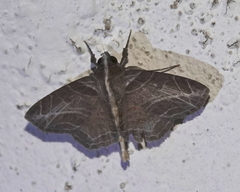 Dolichosomastis leucogrammica