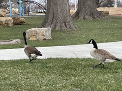 Branta canadensis