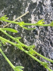 Plagiobothrys stipitatus