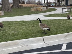 Branta canadensis