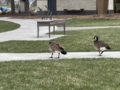Branta canadensis