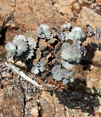Streptanthus morrisonii