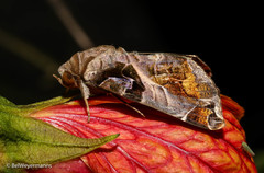 Calyptis semicuprea