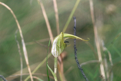 Pterostylis laxa