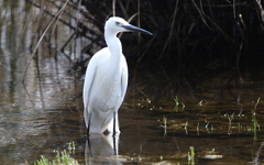 Egretta garzetta nigripes