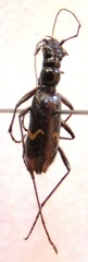 Ctenostoma maculicorne