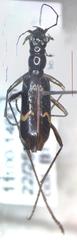 Ctenostoma maculicorne