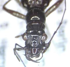 Ctenostoma maculicorne