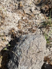 Deschampsia danthonioides