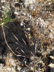 Deschampsia danthonioides