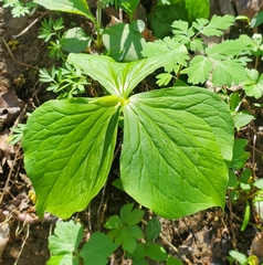 Trillium flexipes