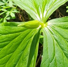 Trillium flexipes