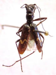 Ctenostoma maculicorne