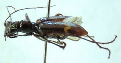 Ctenostoma maculicorne