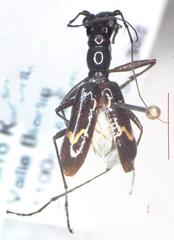 Ctenostoma maculicorne