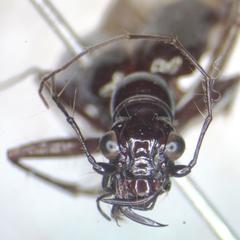 Ctenostoma maculicorne