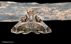 Calyptis semicuprea