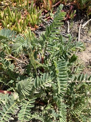 Astragalus pycnostachyus pycnostachyus