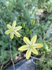 Triteleia ixioides