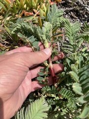 Astragalus pycnostachyus pycnostachyus