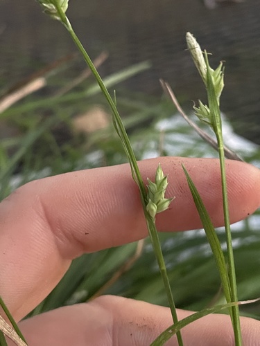 Carex crebriflora image