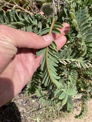 Astragalus pycnostachyus pycnostachyus