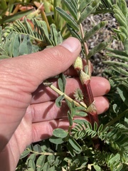 Astragalus pycnostachyus pycnostachyus