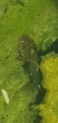 Ranoidea caerulea