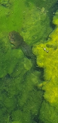 Ranoidea caerulea