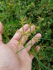 Cyperus polystachyos polystachyos