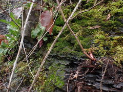 Amphidium lapponicum