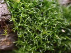 Amphidium lapponicum