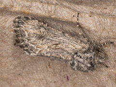 Trudestra hadeniformis