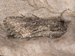 Scotogramma