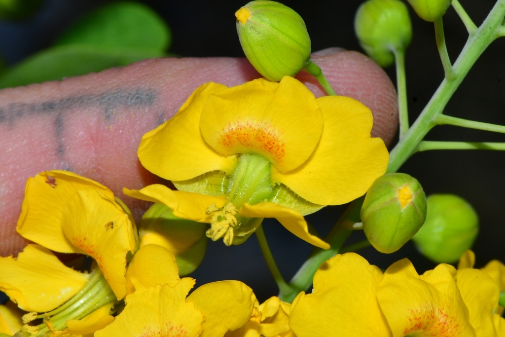 Mexican holdback
