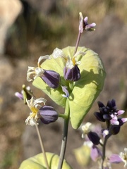 Streptanthus diversifolius