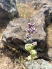 Streptanthus diversifolius
