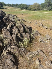 Streptanthus diversifolius