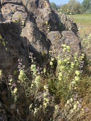Streptanthus diversifolius