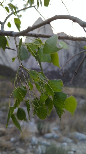 Image of Populus mexicana by (c) Alan Rockefeller, some rights reserved (CC BY)