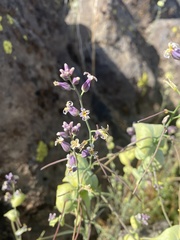 Streptanthus diversifolius