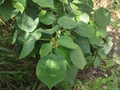 Hibiscus ovalifolius